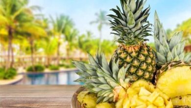 Hawaii Pineapple Farm Tours