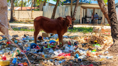 Trash Tourism: Exploring the Dark Side of Travel Waste