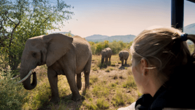 Top 5 Pilanesberg Safari Day Tours in Sth Africa