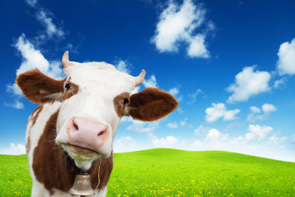 How to Safely Cross a Field of Cows Without Losing Your Nerve
