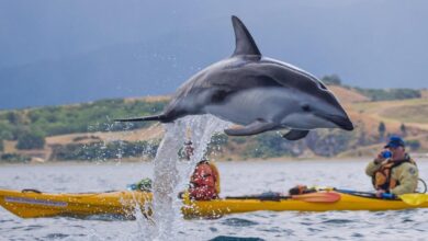 Best Kaikoura Dolphin Swims: Wildlife Kayaking Tour in Kaikoura