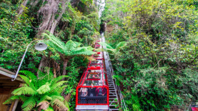 Day Trips from Sydney: Blue Mountains Scenic World, Zoo & Ferry Ride