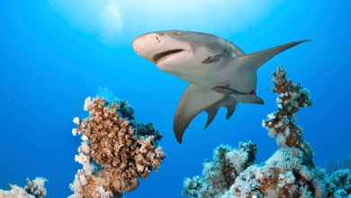 Ethical Shark Finning: Bora Bora: Eco Shark and Snorkeling Safari