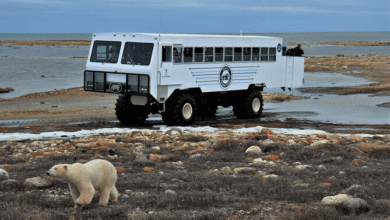 Experience Churchill’s Polar Bears on a Tundra Buggy Adventure