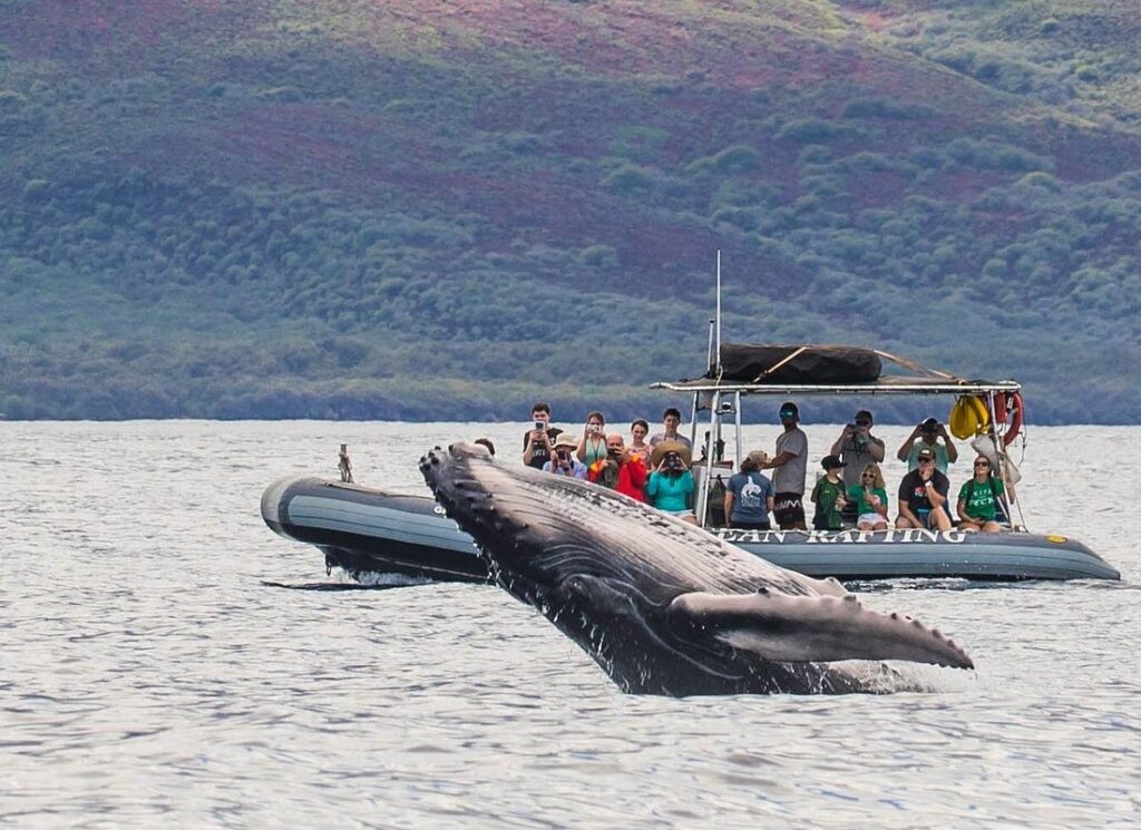 Eye-Level Whale Watching Eco-Raft Tour from Lahaina