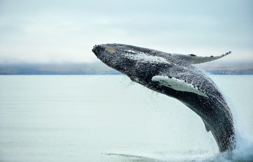 Premium Whale Watching Tour from Christchurch
