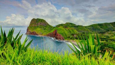 Bamboo Forest on Maui Tours