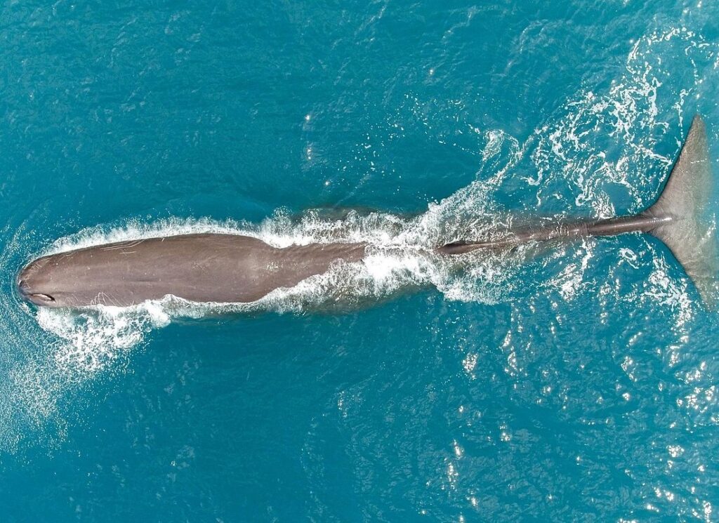 Whale Watching Flight (Extended Tour)