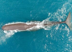Whale Watching Flight (Extended Tour)