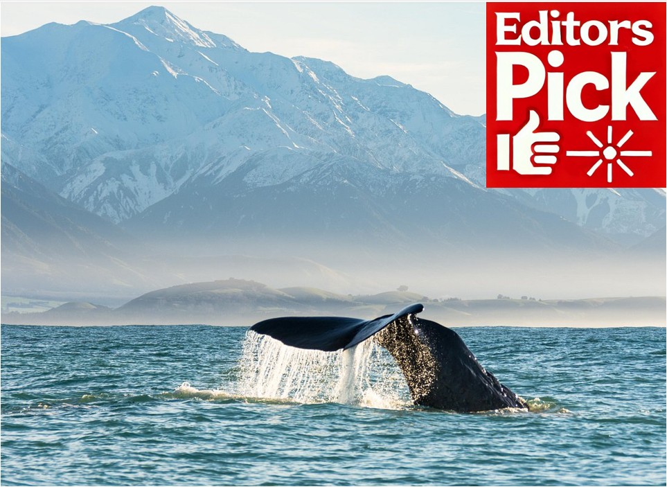 Whale Watching in Kaikoura by Boat