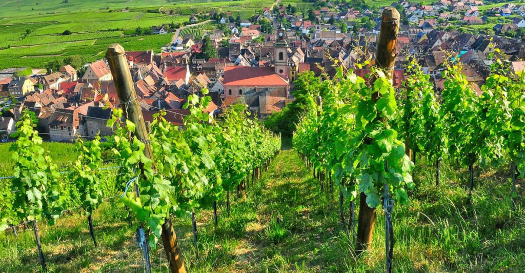 Tour image for From Paris: Small-Group Champagne Day Trip with Six Tastings