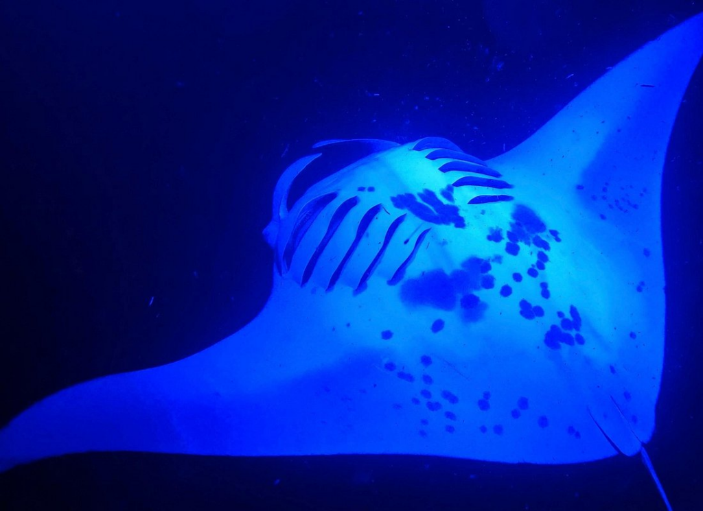 manta ray night snorkel kona — close-up view of a giant manta ray gliding through deep blue water at night, illuminated from below as it feeds during a nighttime snorkel off the Kona coast, Hawaii