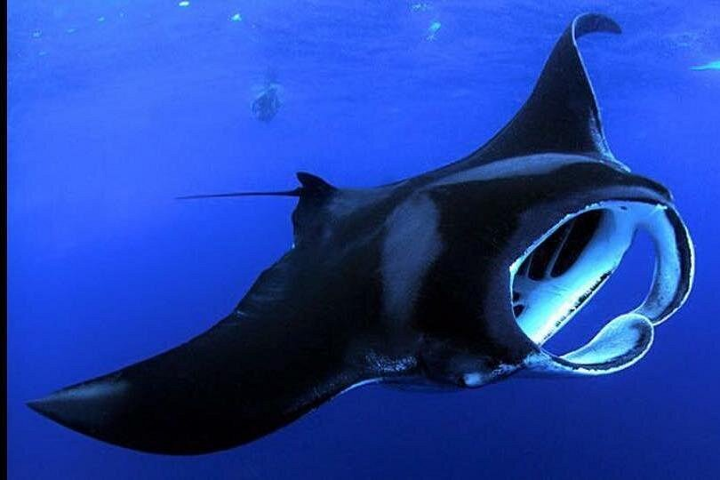 Tour image for Big Island Manta Ray Night Snorkel