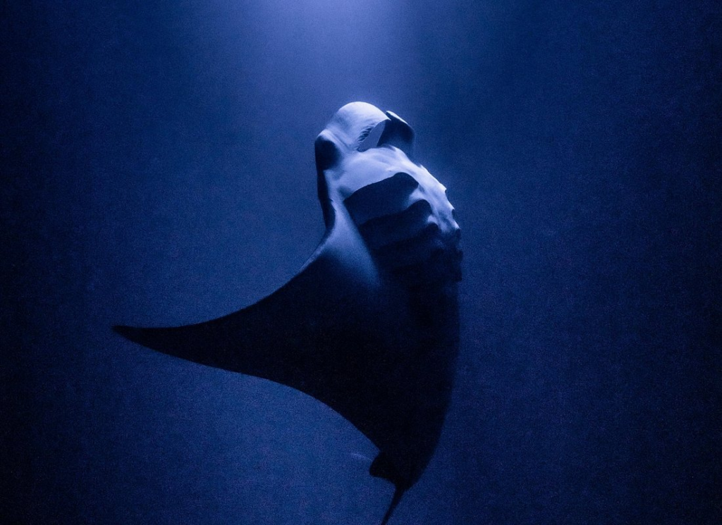 manta ray night snorkel kona — dramatic silhouette of a giant manta ray swimming upward toward a beam of light in the dark Pacific waters during a nighttime snorkel experience off the Kona coast, Hawaii