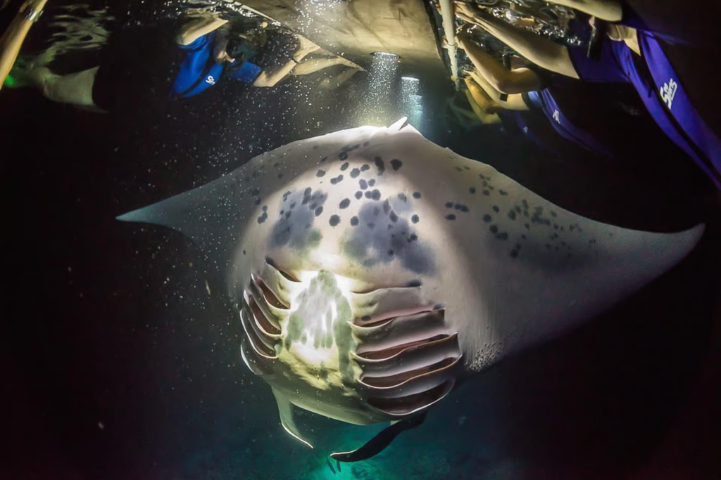 manta ray night snorkel kona — close-up of a giant manta ray feeding beneath bright lights while snorkelers hold onto a float platform during a nighttime manta ray encounter off the Kona coast, Hawaii