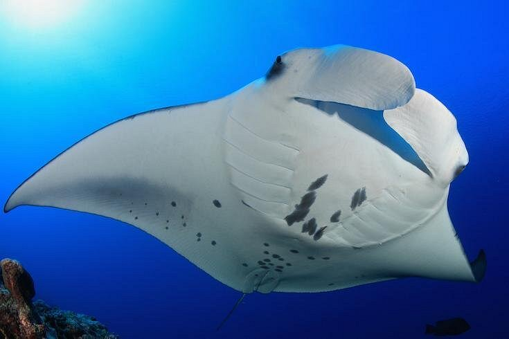 manta ray night snorkel kona — underside view of a giant manta ray with distinctive markings gliding through clear blue Hawaiian waters during a manta ray night snorkel experience in Kona