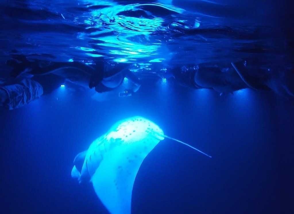 manta ray night snorkel kona — glowing manta ray swimming beneath snorkelers and underwater lights during a nighttime manta ray encounter in the clear Pacific waters off Kona, Hawaii