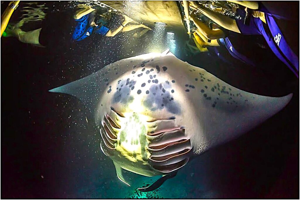 manta ray night snorkel kona — giant manta ray feeding on plankton beneath bright lights as snorkelers float on the surface during a nighttime ocean encounter off the Kona coast, Hawaii