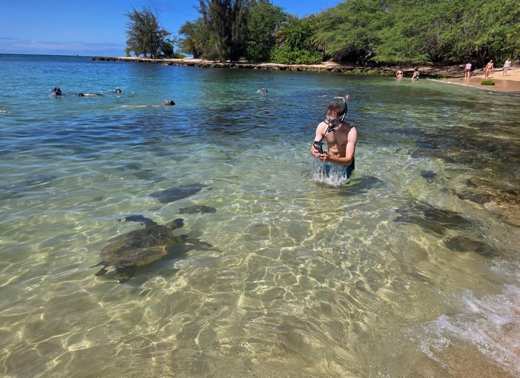 Snorkelers swimming with sea turtles in shallow coastal waters during a wildlife stop on a circle island tour oahu.