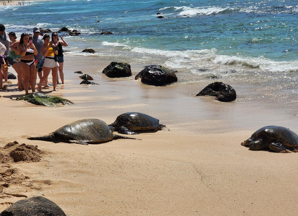 Green sea turtles resting on a sandy North Shore beach during a wildlife stop on a circle island tour oahu.